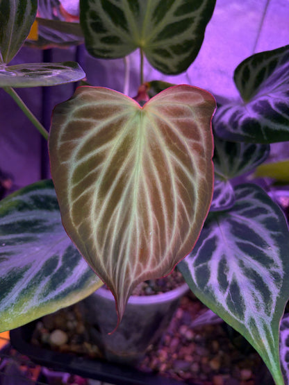 Anthurium Silver butterfly