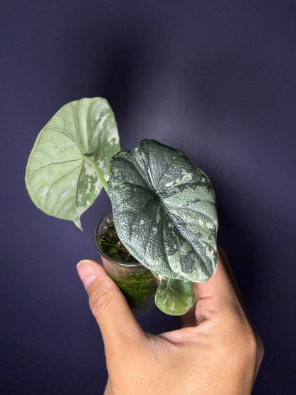 Alocasia Melo variegata