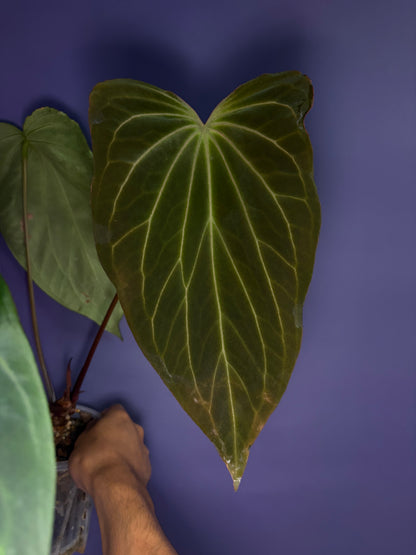 Anthurium ‘Black widow’ ‘43’ × ‘Red velvet cake’ ‘24’