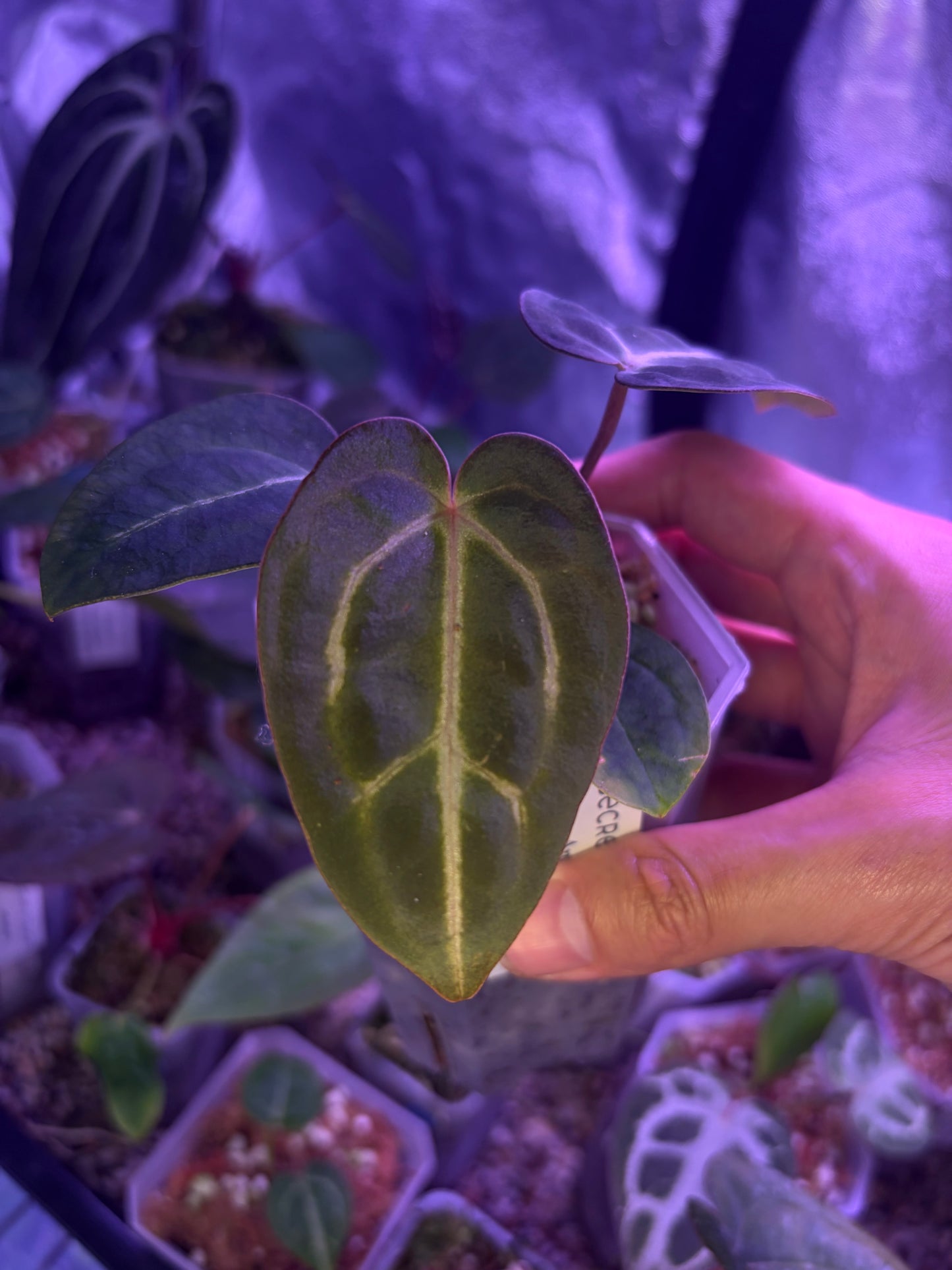 Anthurium Forgetii × Carlablackiae