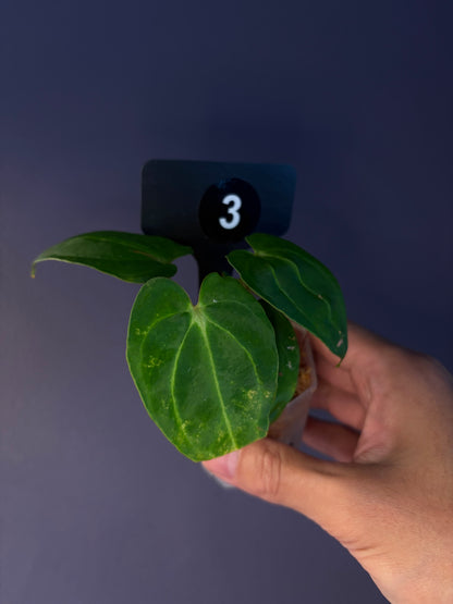 Anthurium ‘Carlablackiae’ (RA5×RA10) × self