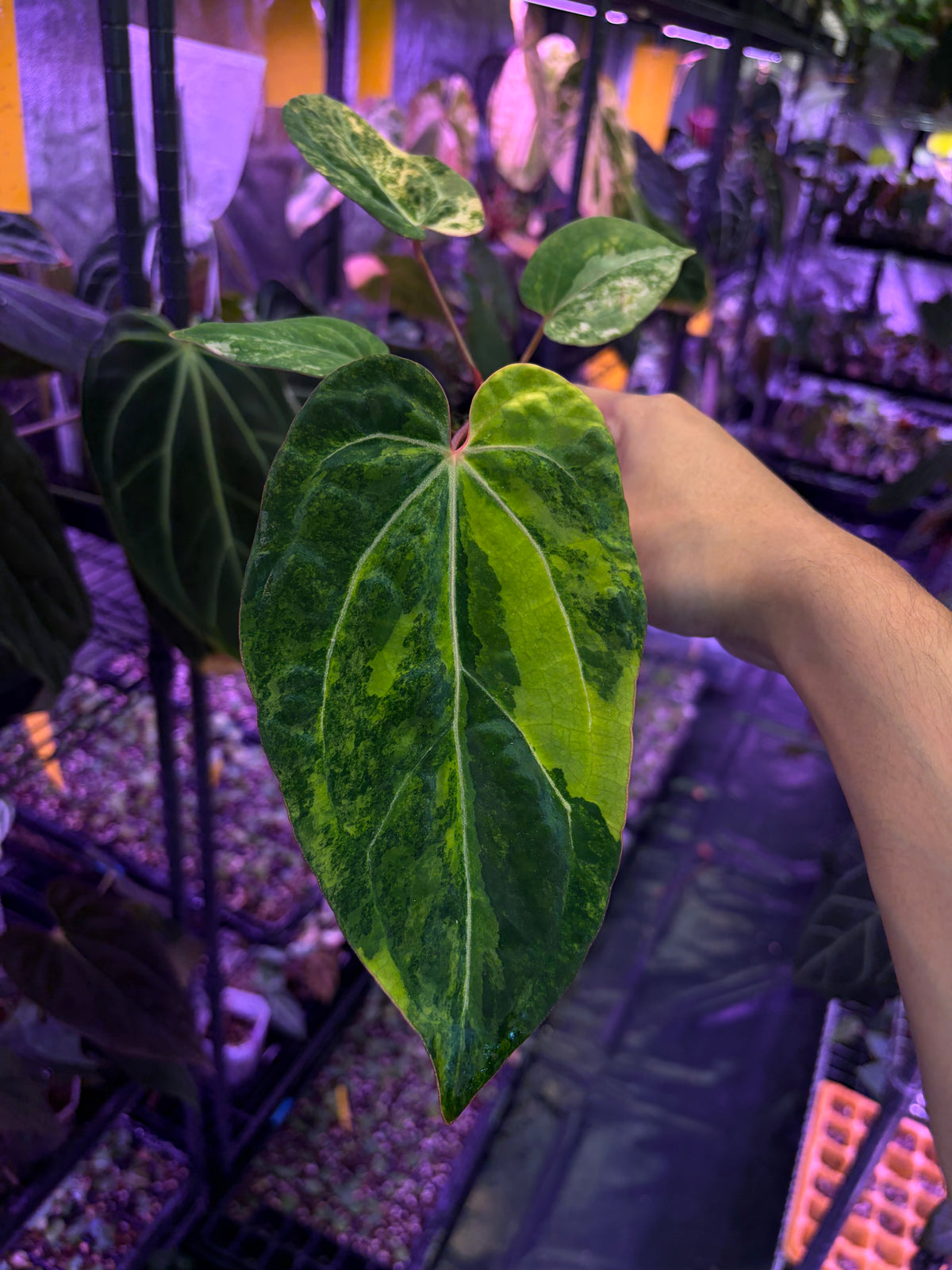 Anthurium papillilaminum var. × (‘Red Crystallinum’ [Tezula] × ‘Zara’)