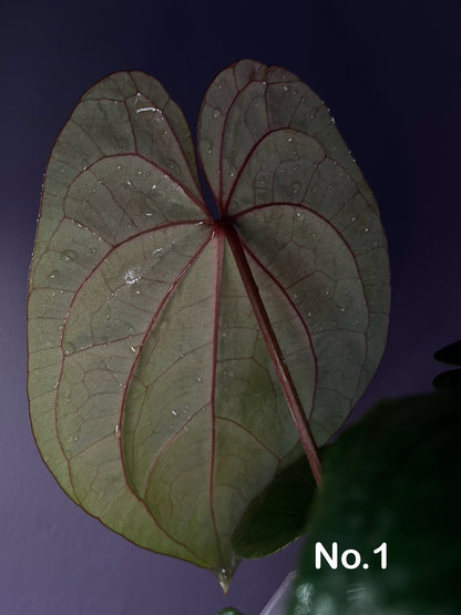 Anthurium ‘Red Vein Dark Phoenix (RVDP)’ × dressleri