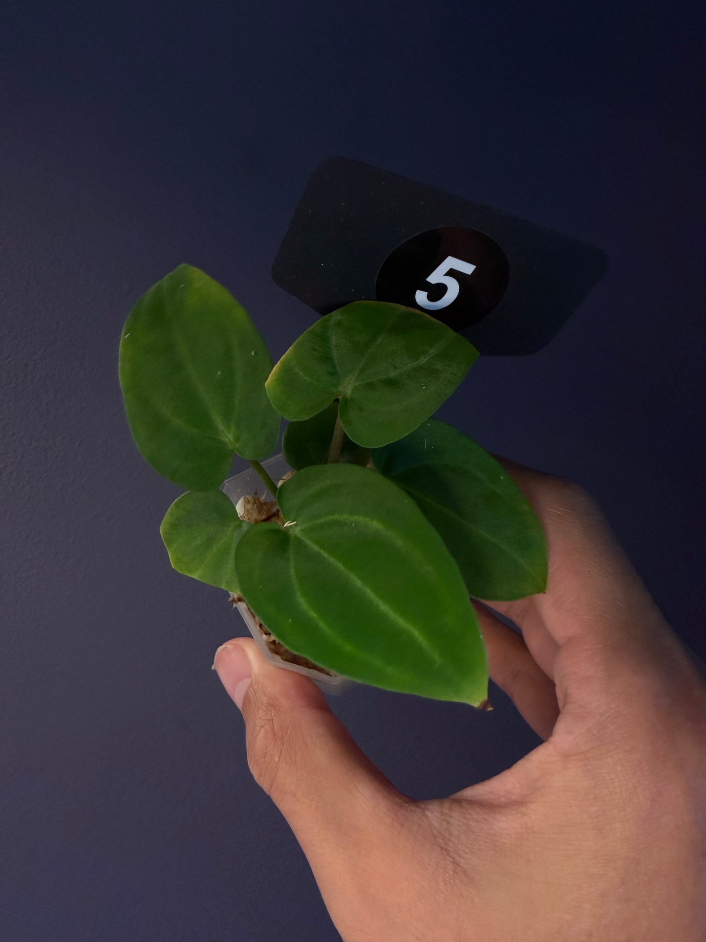 Anthurium ‘Carlablackiae’ (RA5×RA10) × self