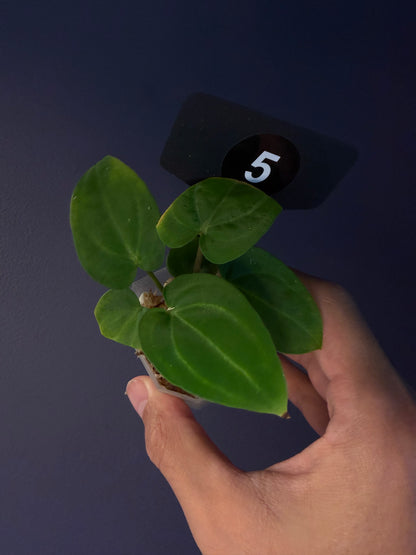 Anthurium ‘Carlablackiae’ (RA5×RA10) × self