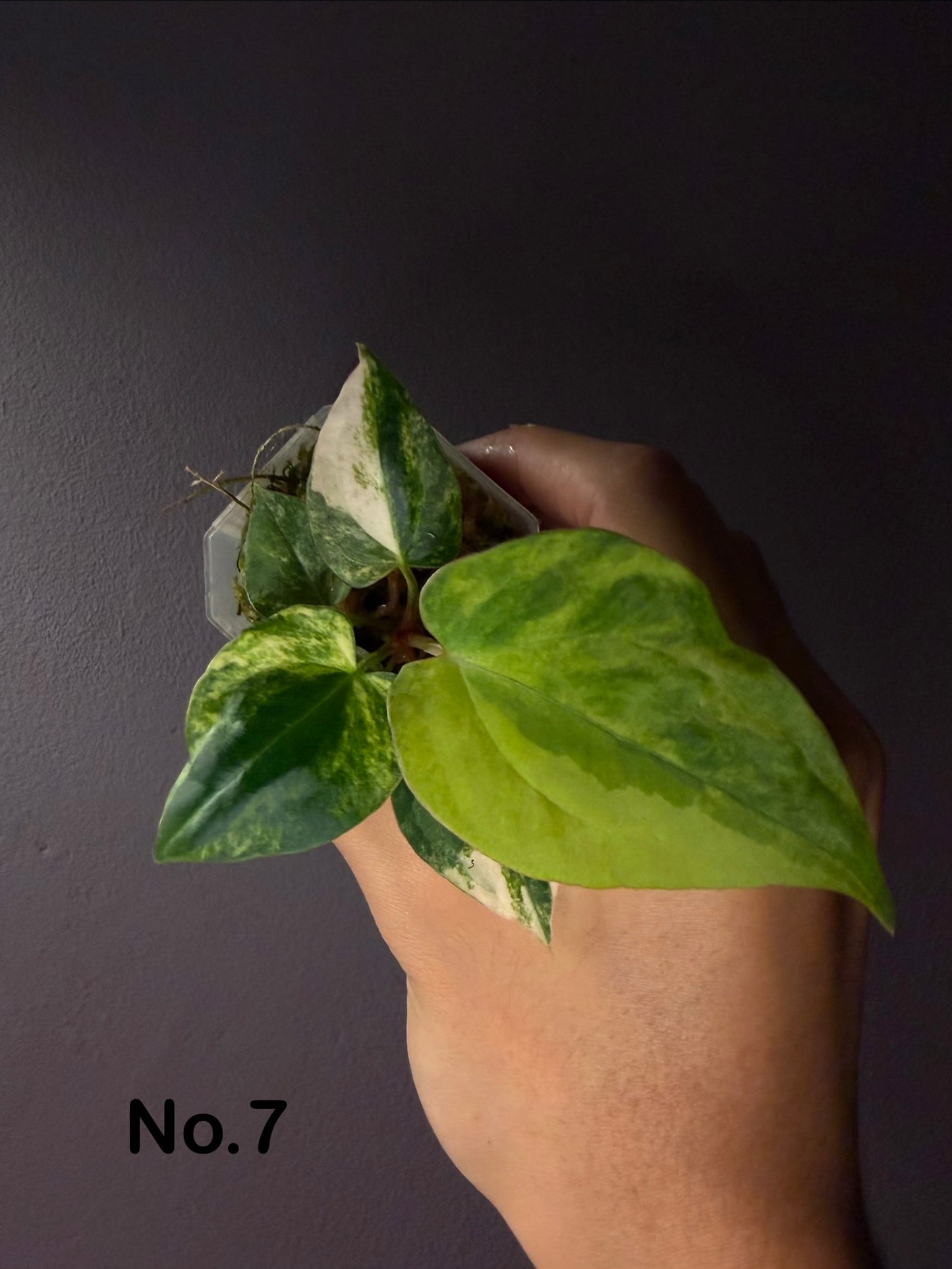 Anthurium forgetii ‘Australia’ var. × ‘Ace of Spades’ (dark form)