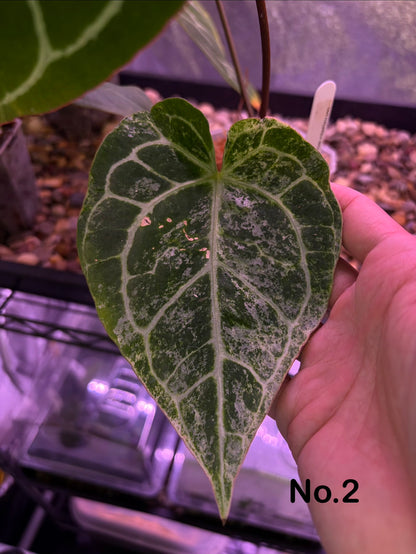 Anthurium Crystallinum ‘Platinum’ variegata