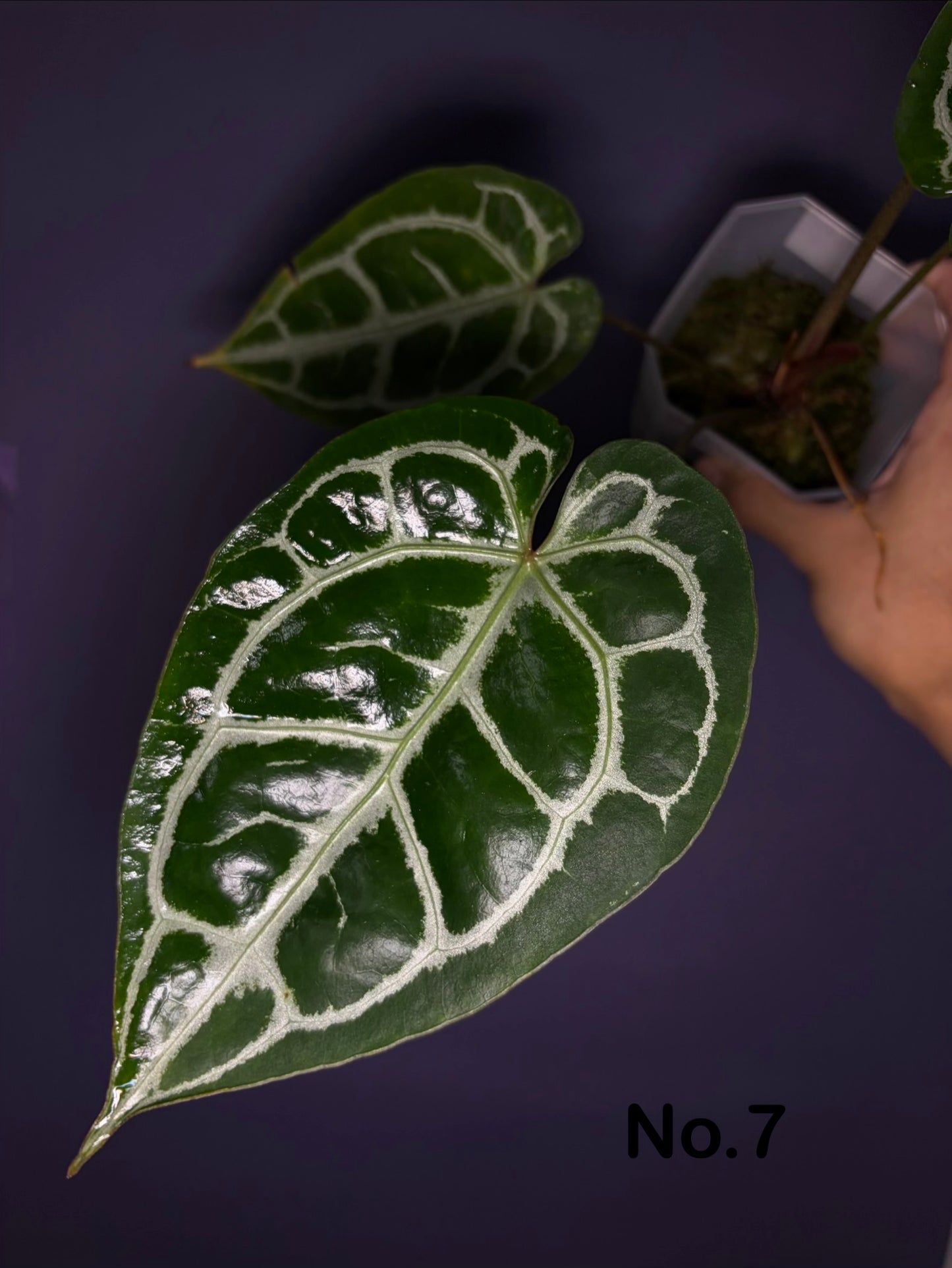 Anthurium ‘Raijin’ (Muchlis × Forgetii) × Michelle