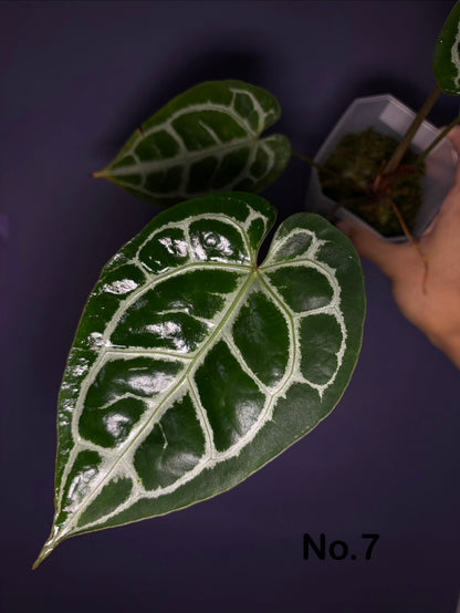 Anthurium ‘Raijin’ (Muchlis × Forgetii) × Michelle