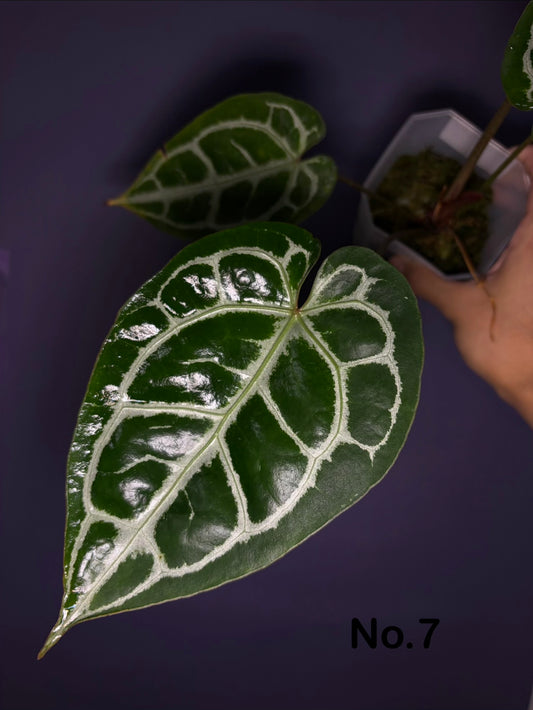 Anthurium ‘Raijin’ (Muchlis × Forgetii) × Michelle