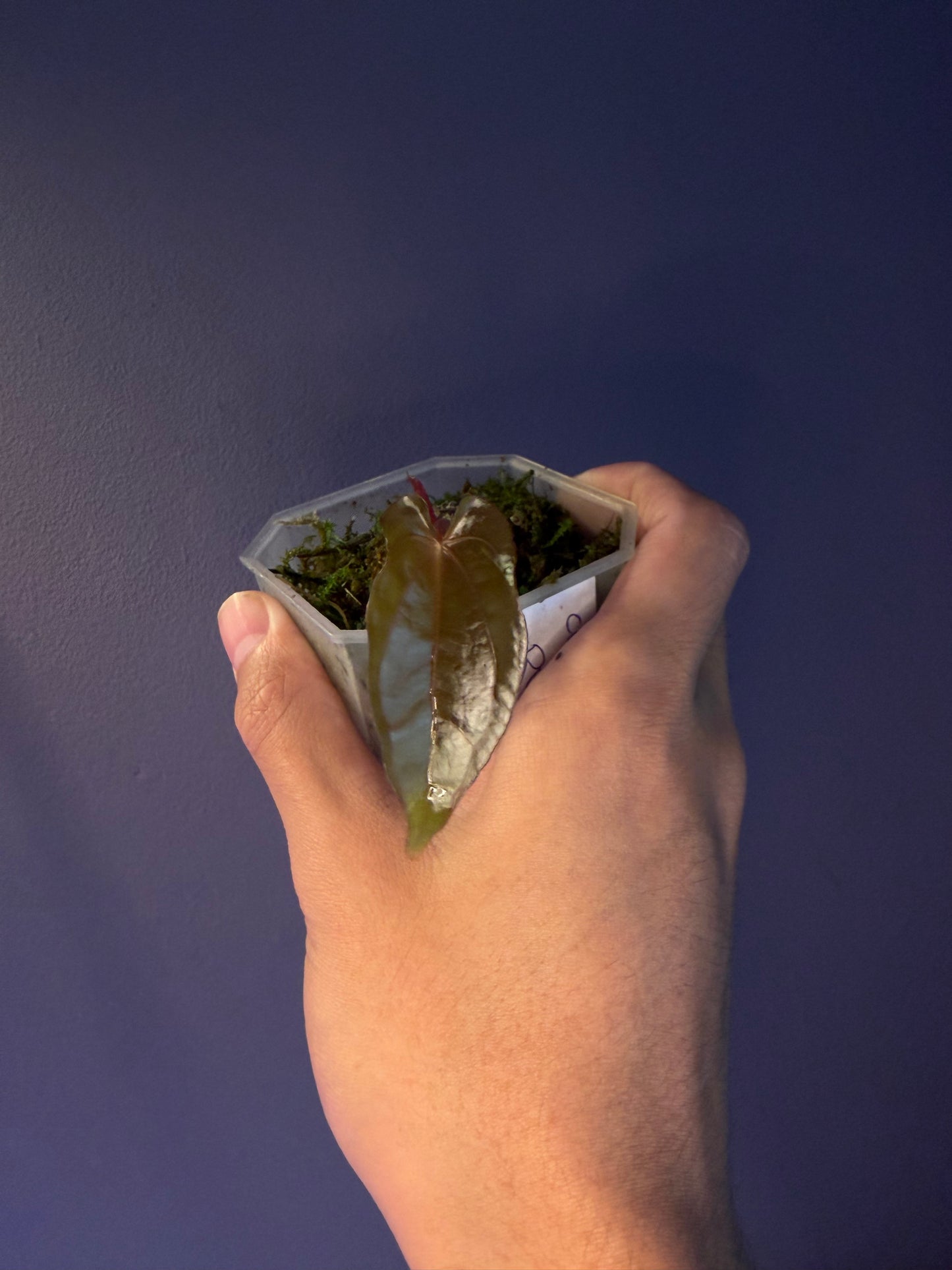 Anthurium dressleri RG × ‘Red Vein Dark Phoenix (RVDP)’