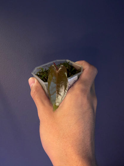 Anthurium dressleri RG × ‘Red Vein Dark Phoenix (RVDP)’