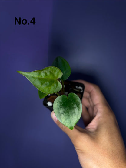 Anthurium luxurians × papillilaminum ‘Ralph Lynam’ S1