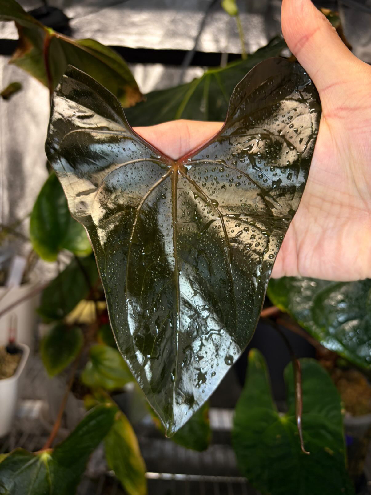 Anthurium Sp Napo × ‘Red Vein Dark Phoenix (RVDP)’