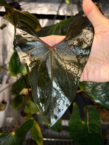 Anthurium Sp Napo × ‘Red Vein Dark Phoenix (RVDP)’