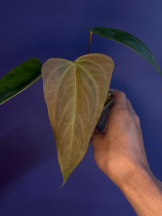 Anthurium portillae ‘NSE’ × ‘Indo portillae’
