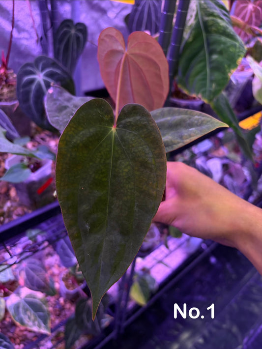 Anthurium Antolakii/BVEP (Round × Felix) × Papi (RL × FS)