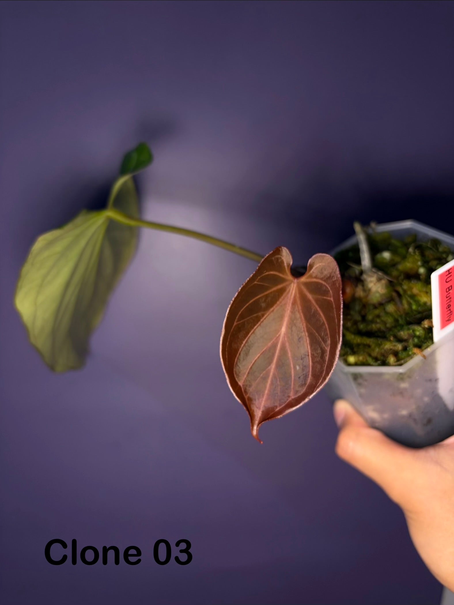 Anthurium King of Spades (HU) 'butterfly' #3 – Secret Foliage