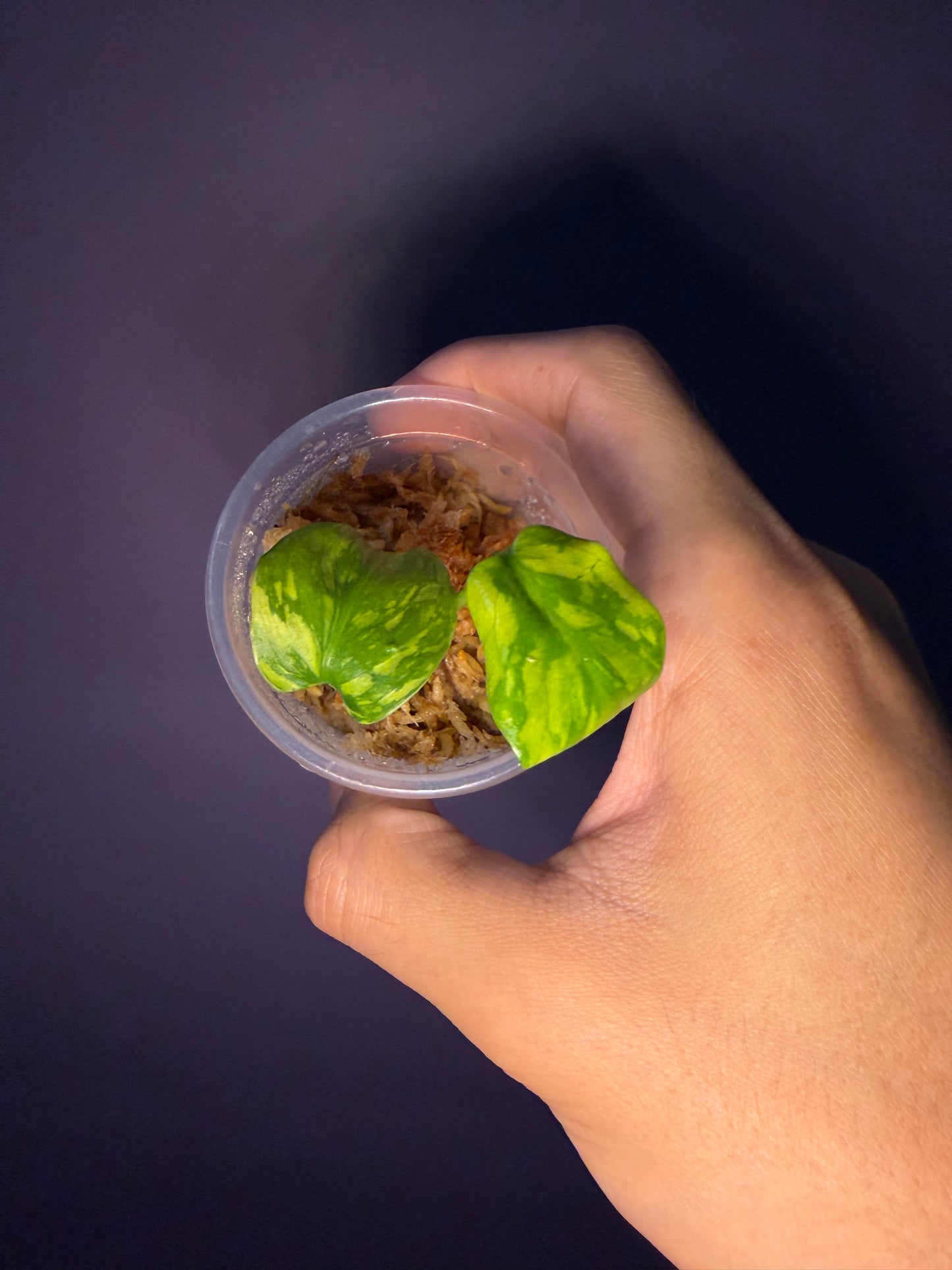 Monstera King Electro Light