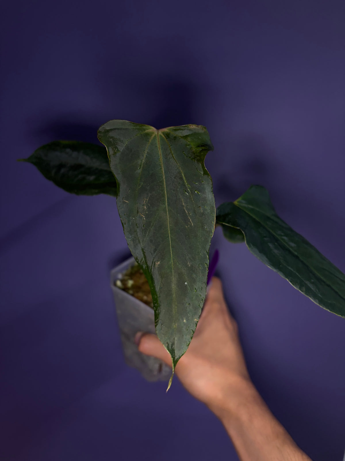 Anthurium Papillilaminum FSxRL 'Grim Reaper' S1 RD8