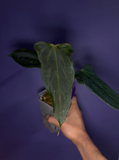 Anthurium Papillilaminum FSxRL 'Grim Reaper' S1 RD8