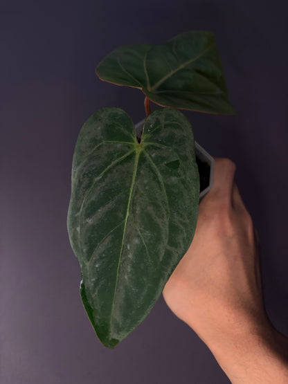 Anthurium Eastern Dressleri × Carlablackiae