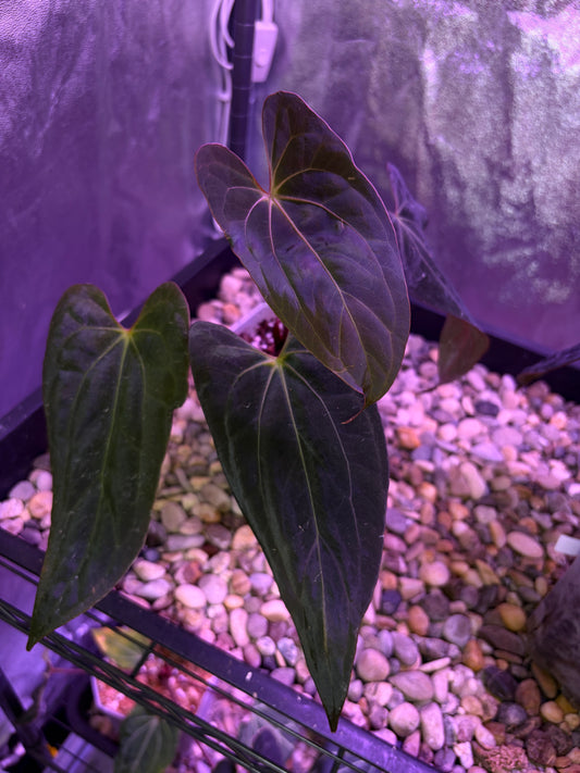 Anthurium Papillilaminum (‘X-one’ × ‘Hulk Naomi’)