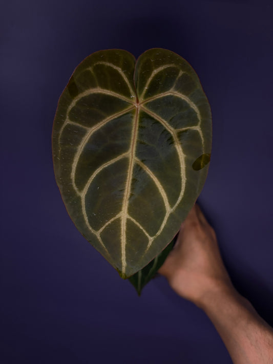 Anthurium ‘White Widow/Jackie’