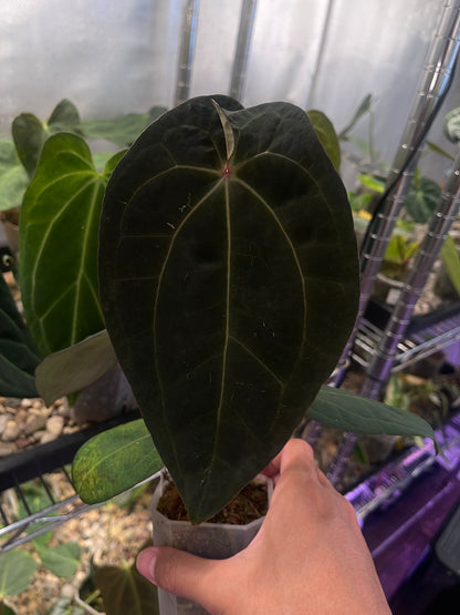 Anthurium (‘Zara’ × ‘Michelle’) × ‘Red Vein Dark Phoenix’