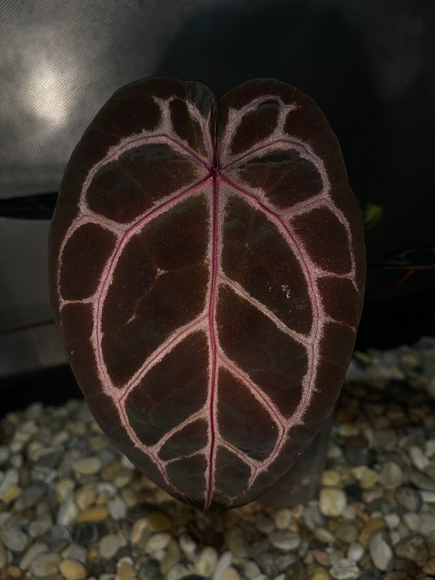 Docblock Brown Derby® '39' X Home Sweet Home® '32' (selected)