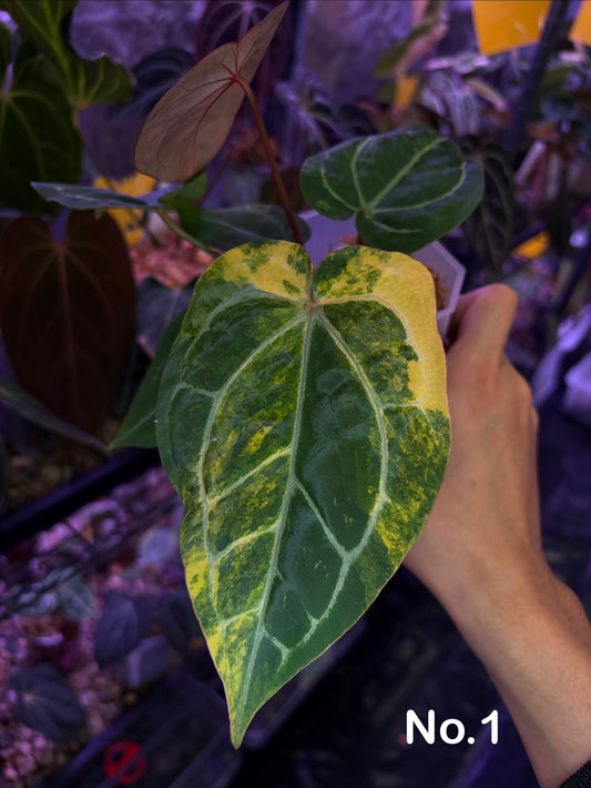 Anthurium forgetii ‘Australia’ var. × ‘Zara × Michelle’