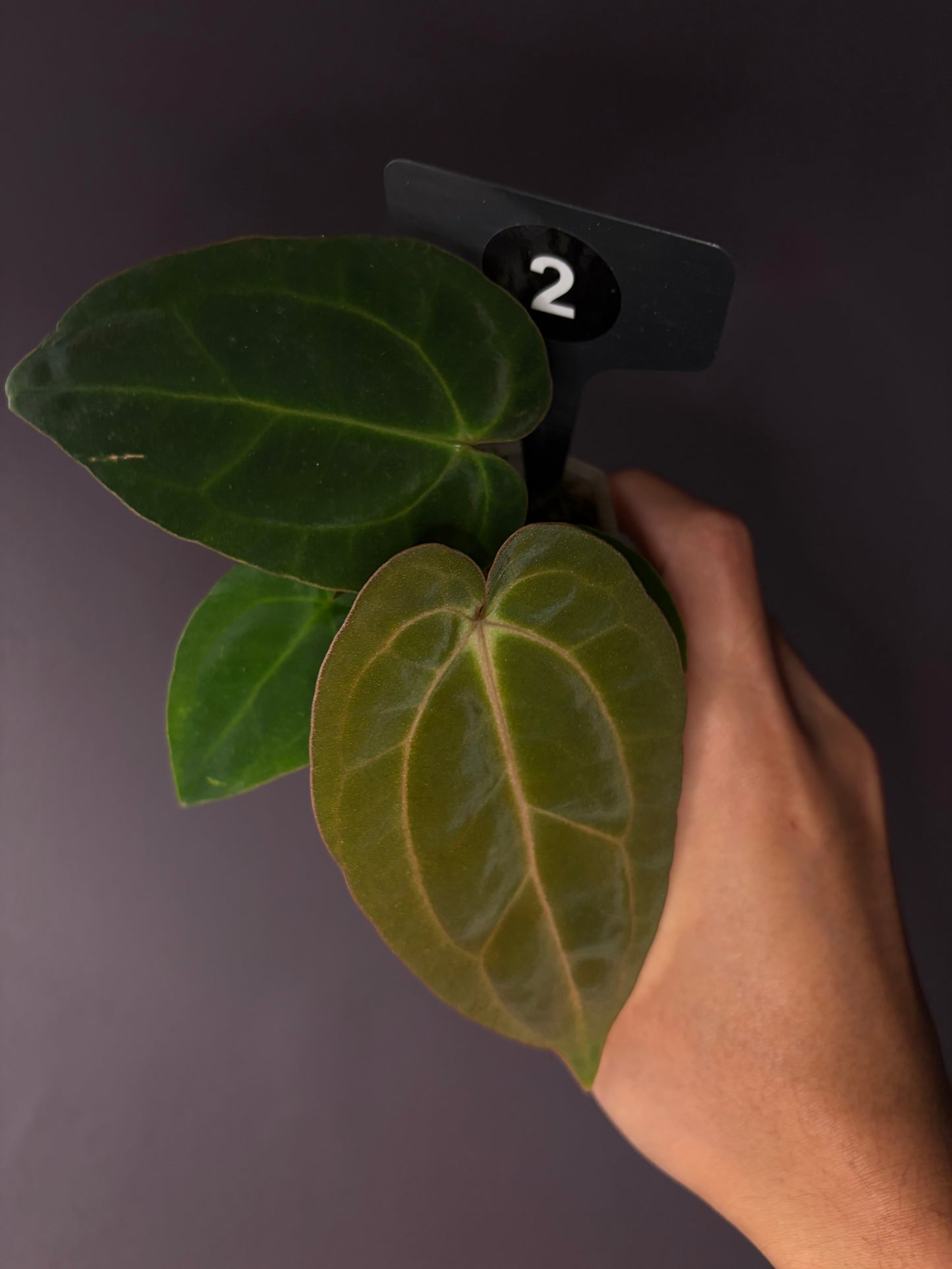 Anthurium Carlablackiae RA13 × BVEP OG1