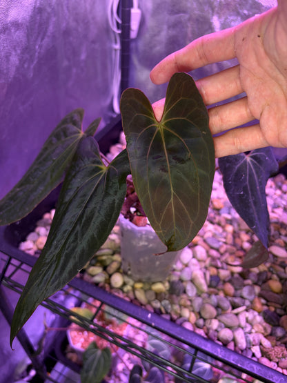 Anthurium Papillilaminum (‘X-one’ × ‘Hulk Naomi’)