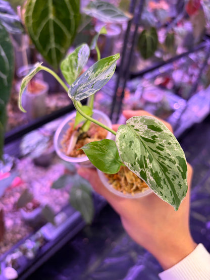 Monstera ‘Bulbasuaer’