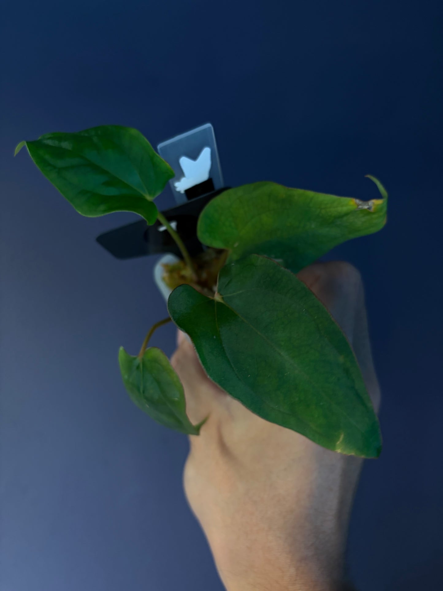 Anthurium Antolakii/BVEP (Round × Felix) × Papi (RL × FS)