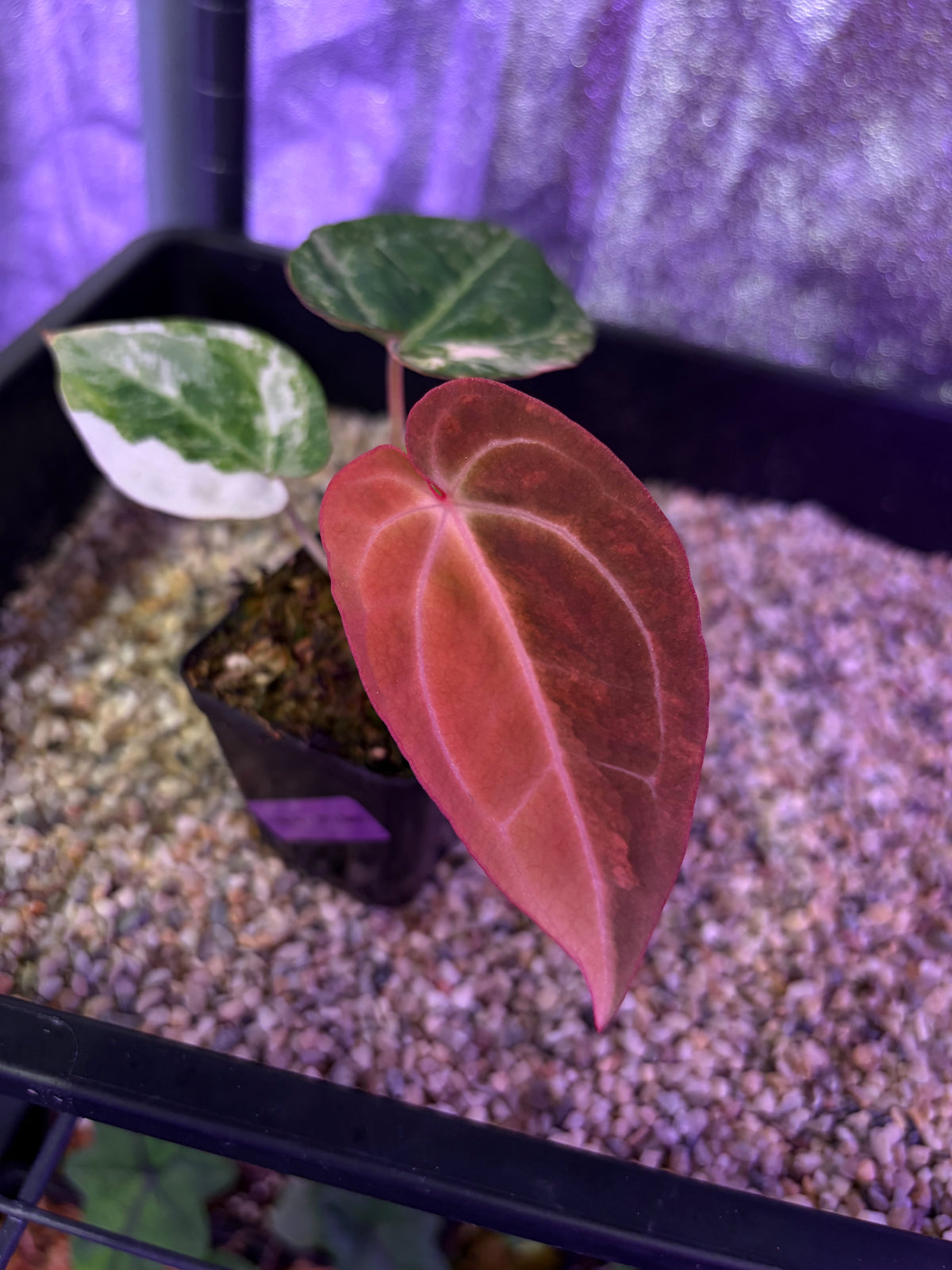 Anthurium papillilaminum var. × (‘Red Crystallinum’ [Tezula] × ‘Zara’)