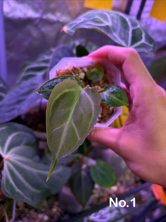 Anthurium ‘Raijin’ (Muchlis × Forgetii) × subsignatum