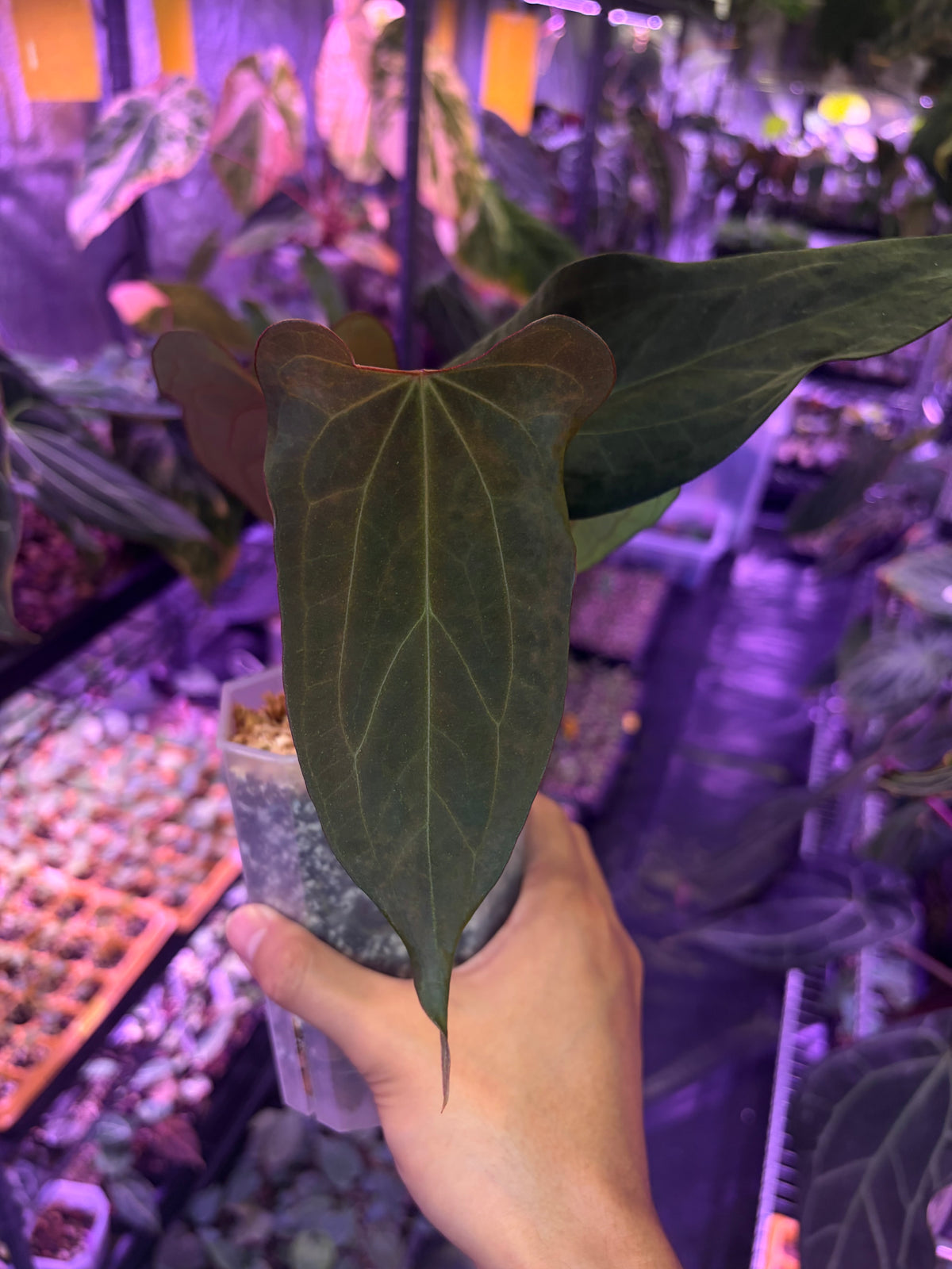 Anthurium ‘Velvet shadow’ × portillae