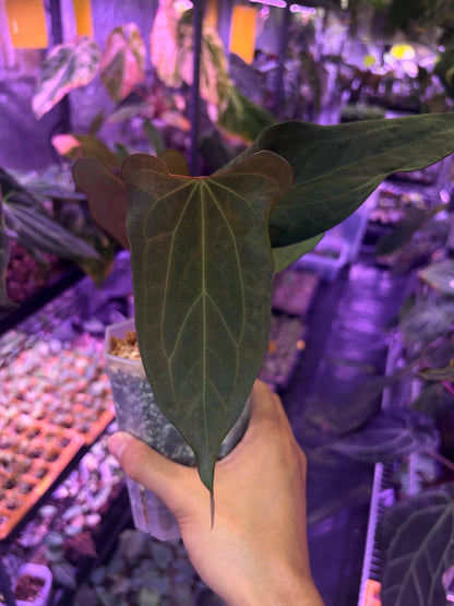 Anthurium ‘Velvet shadow’ × portillae