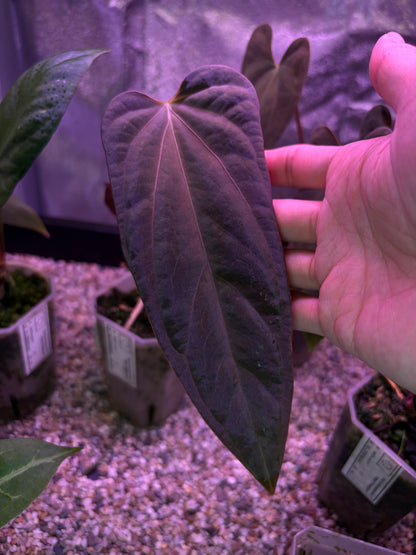 Anthurium (Ace of spades x BVEP) x (Portillae NSE x Papi FS)