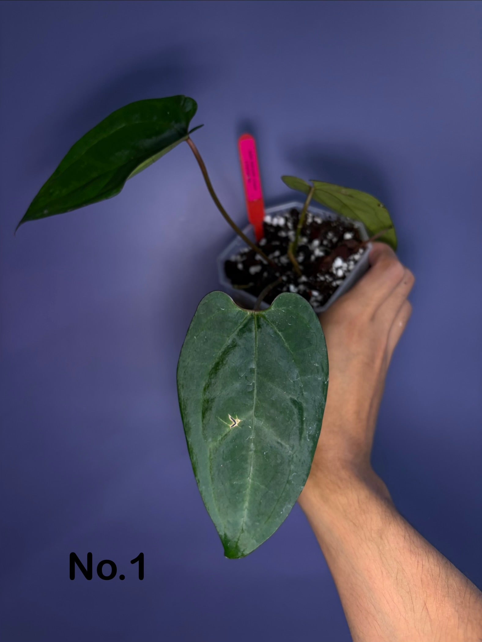 Anthurium Ace of Spades DF アンスリウム Anthurium Ace of spades (DF × DF) - clone – Secret Foliage