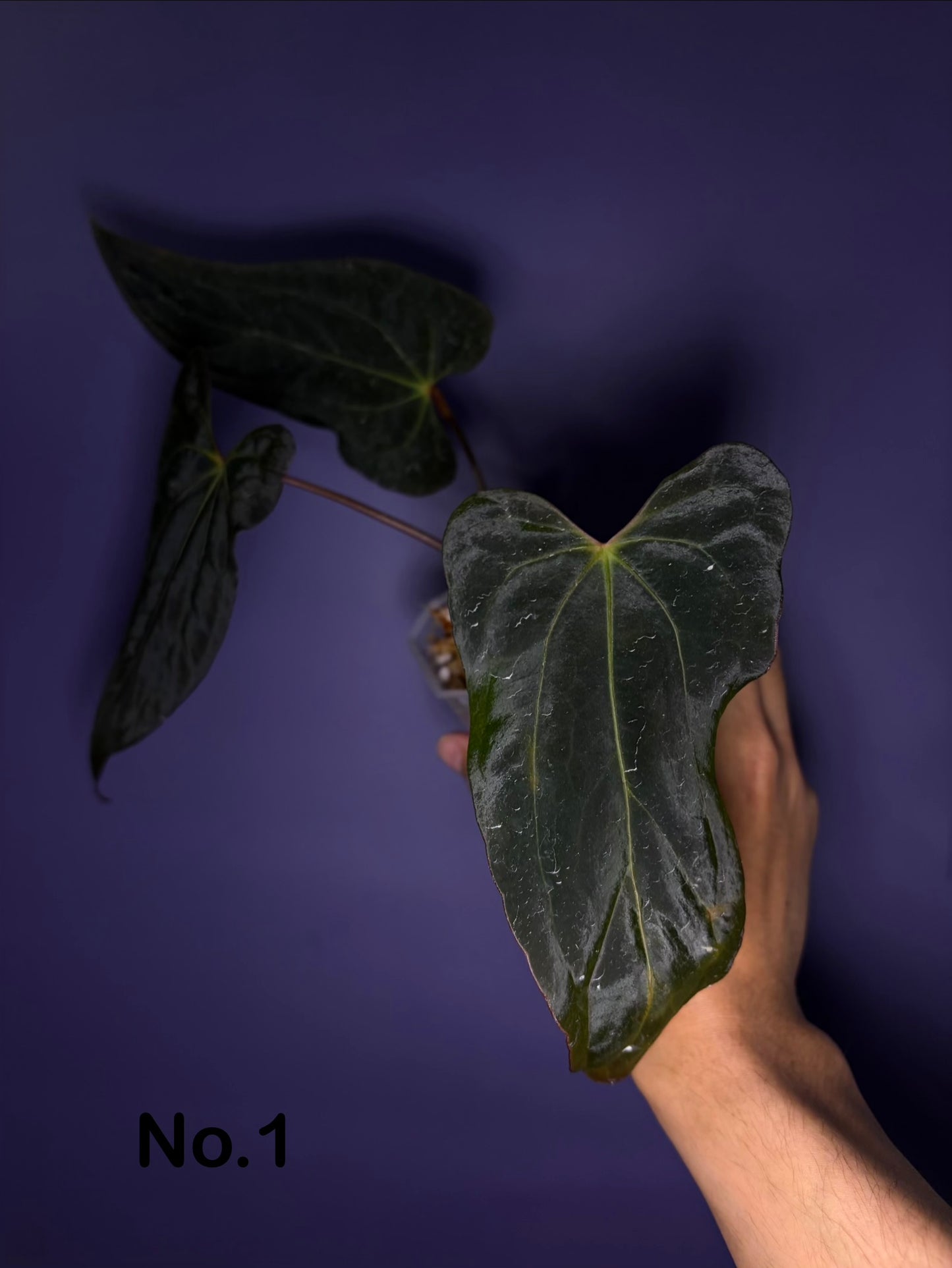Anthurium Papillilaminum (‘X-one’ × ‘Hulk Naomi’)