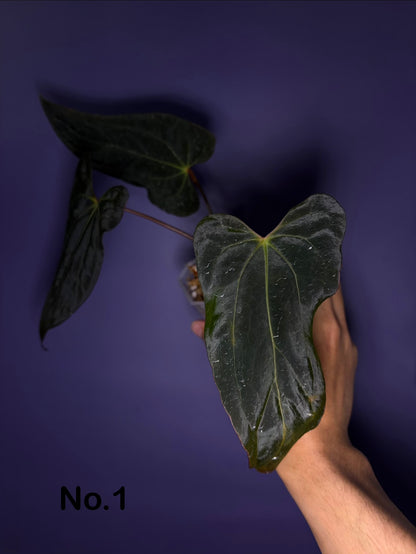Anthurium Papillilaminum (‘X-one’ × ‘Hulk Naomi’)