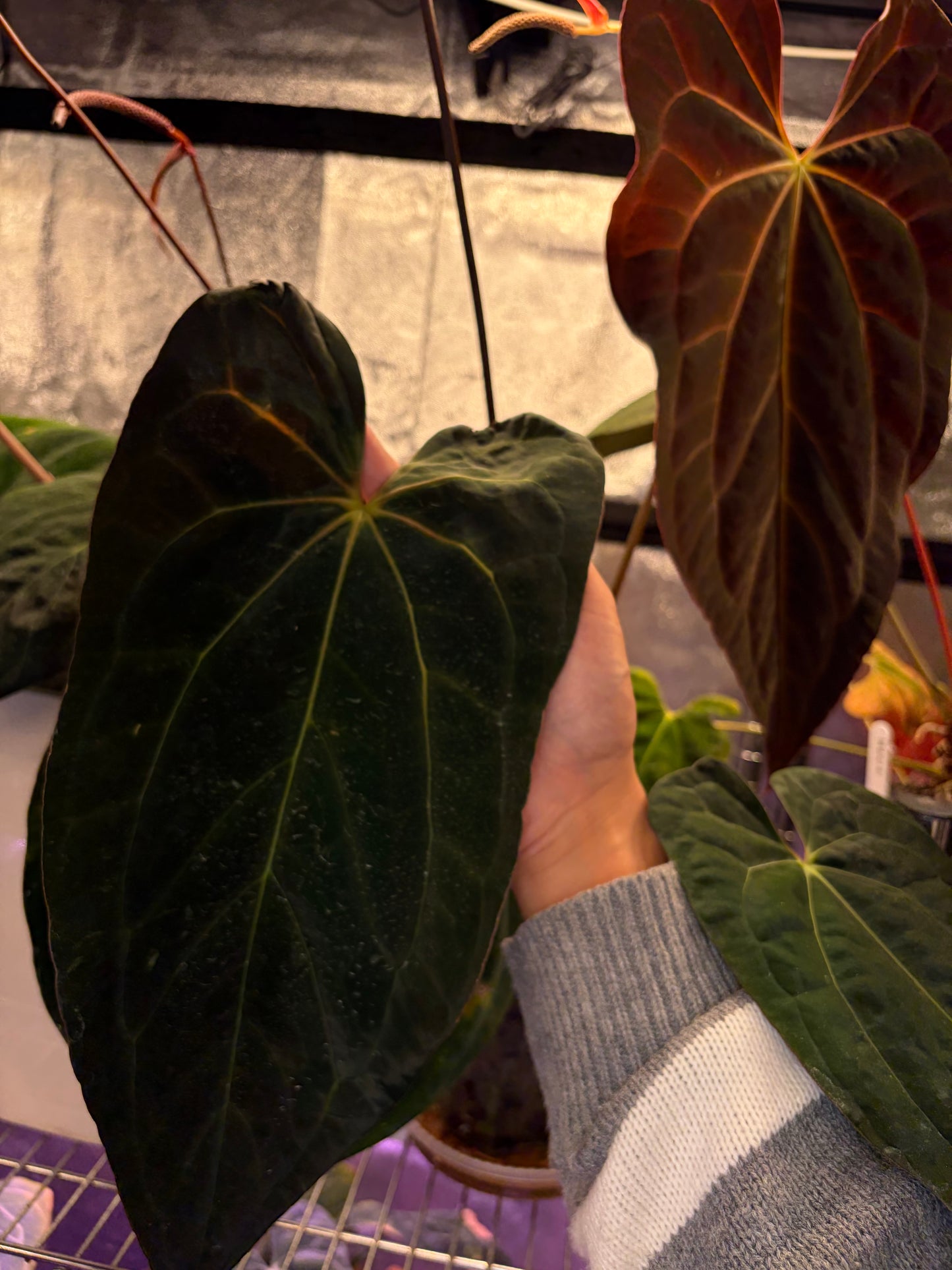 Anthurium Papillilaminum X-one (clone)