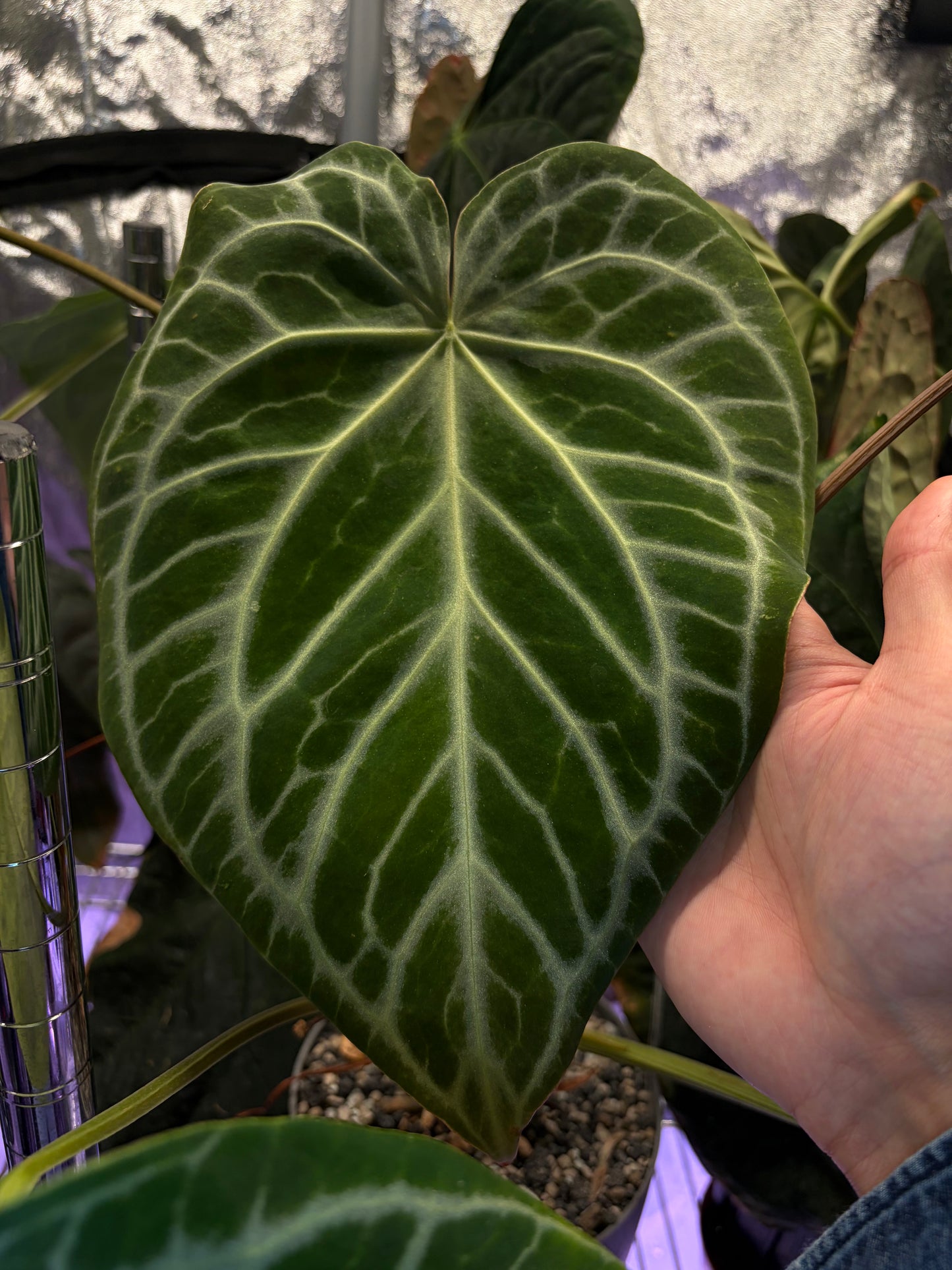 Anthurium Silver Tiger x Wonderboy A