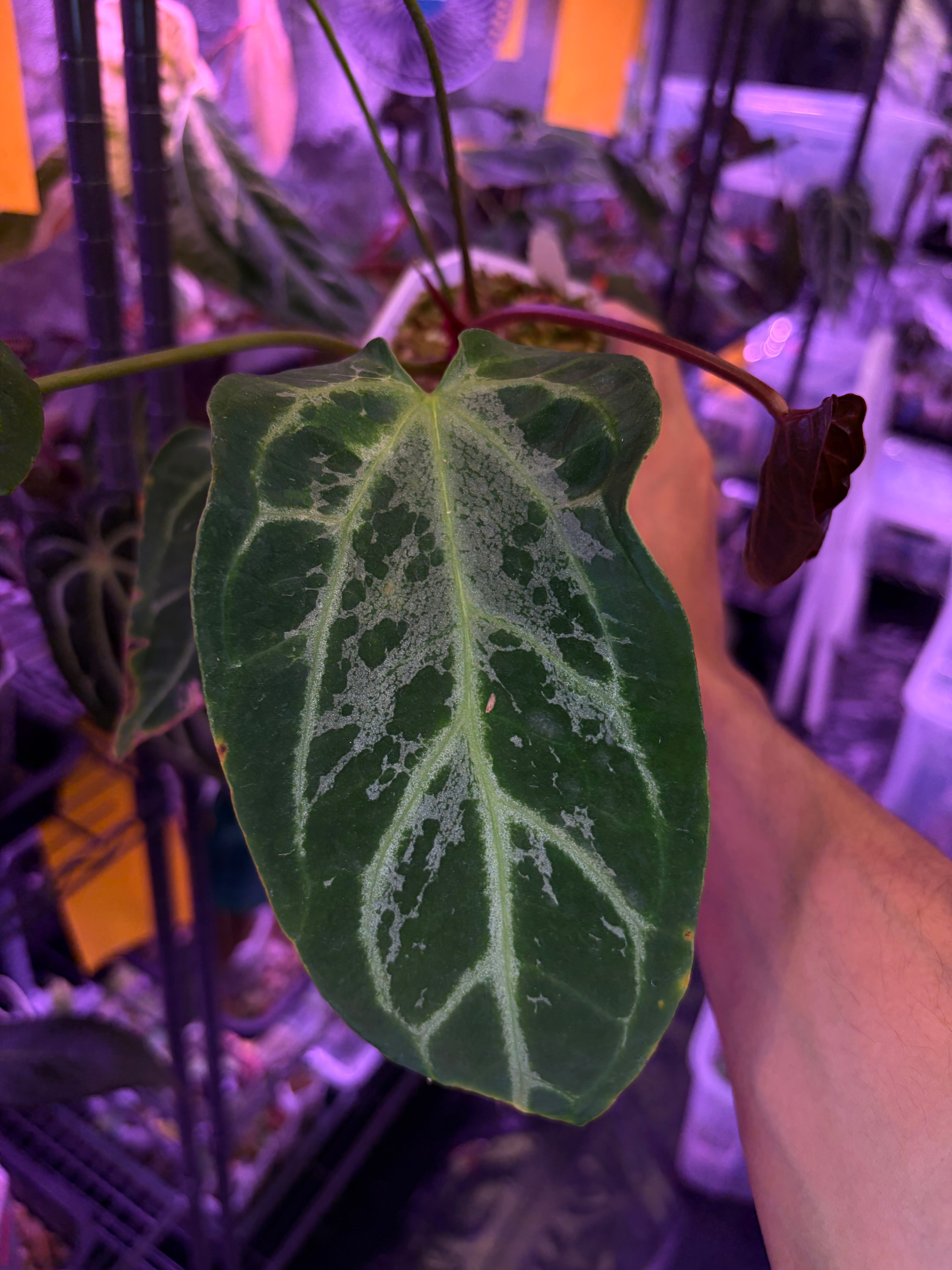 Anthurium Magnificum × ('Zara' × 'Michelle') 'blisters' mutated