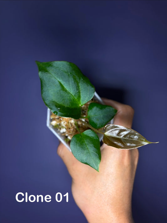 Anthurium papillilaminum ‘blue’ × Indo portillae