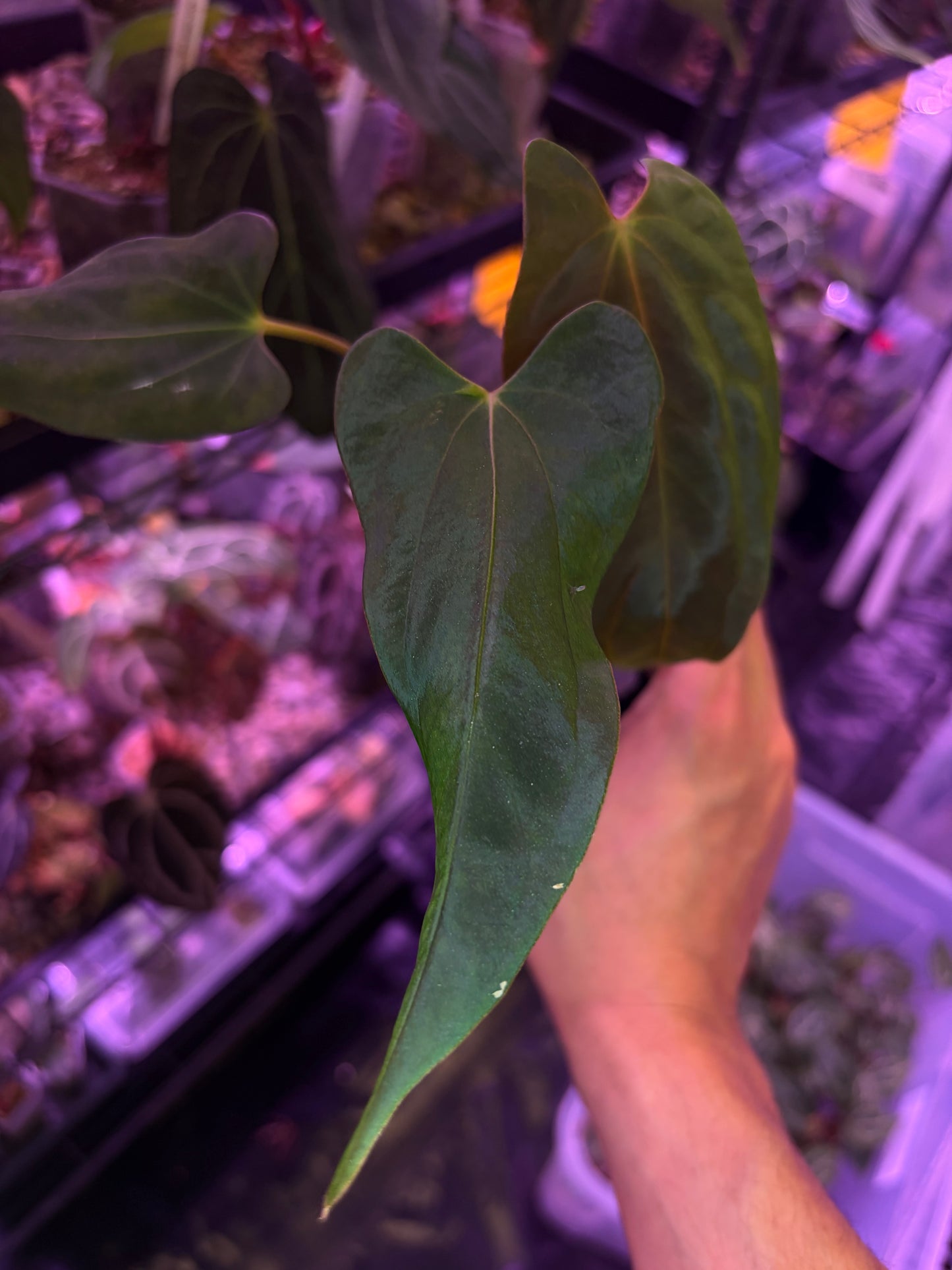 Anthurium papillilaminum ‘Marie’ - clone