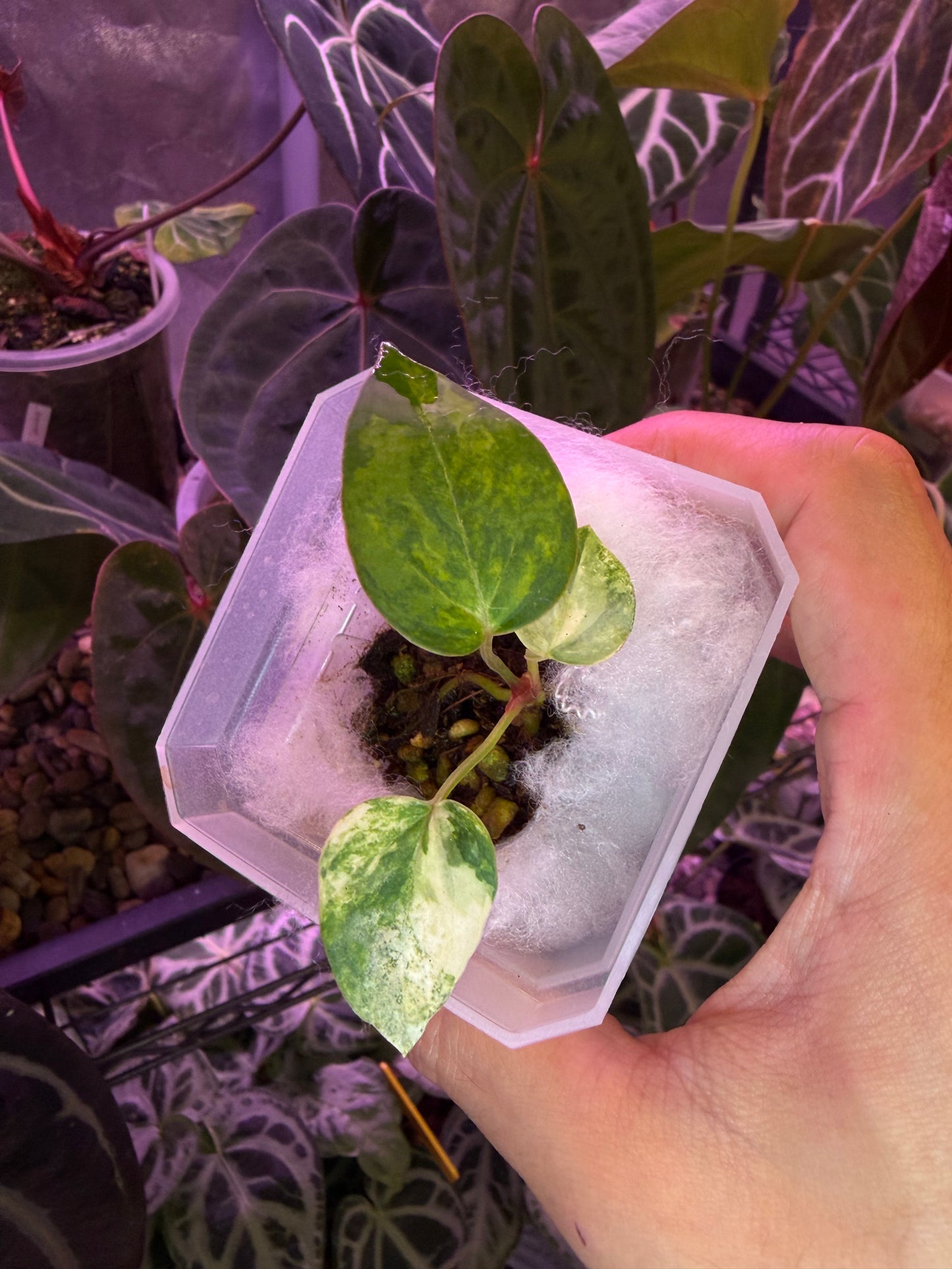 Anthurium papillilaminum var. × (‘Red Crystallinum’ [Tezula] × ‘Zara’)