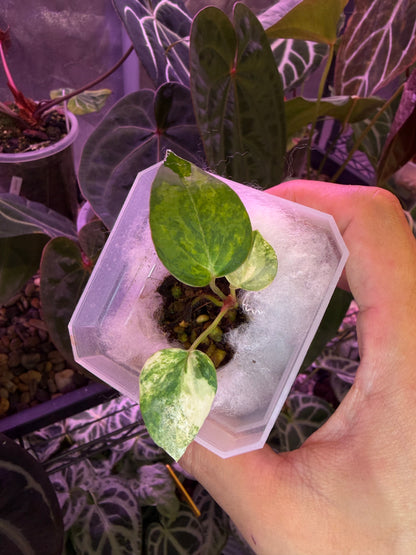 Anthurium papillilaminum var. × (‘Red Crystallinum’ [Tezula] × ‘Zara’)